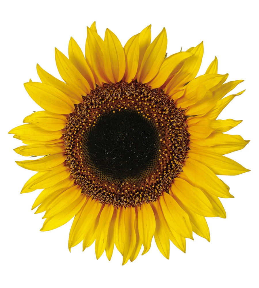 STICKERS M GIRASOLI - DECORO CREARREDA.