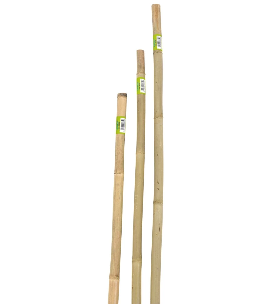 CANNA BAMBOO PIENA H240CM