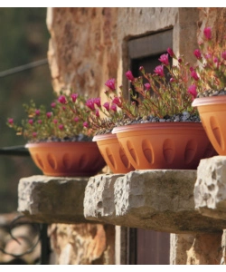CIOTOLA ALBA D. 20 TERRACOTTA