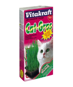 ERBA GATTA IN VASCHETTA