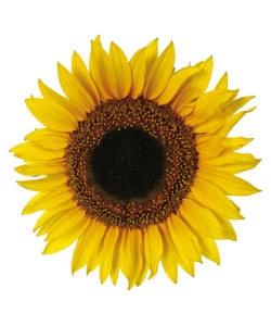 STICKERS M GIRASOLI - DECORO CREARREDA.
