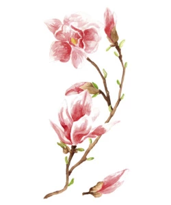 STICKERS S MAGNOLIA - DECORO CREARREDA.