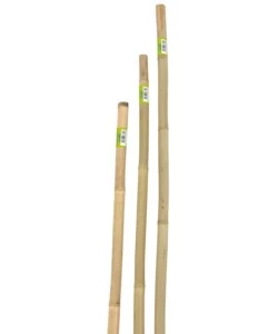 CANNA BAMBOO PIENA H240CM