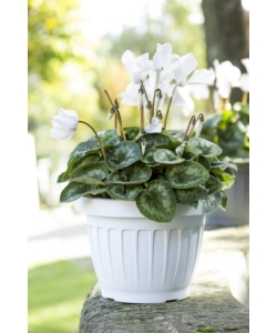 VASO TERRA D. 35 BIANCO