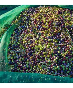 RETE OLIVE CON LATI RINFORZATI E SPACCO VERDE 3X167 METRI