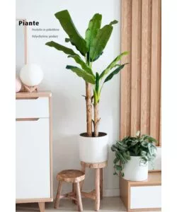 PIANTA DI BANANO IN POLIETILENE, 170 CM