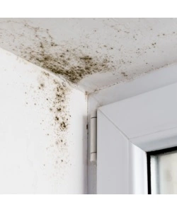 PITTURA ANTIMUFFA MAX MEYER "BIOACTIVE A+ PLUS" BIANCO 4 LT